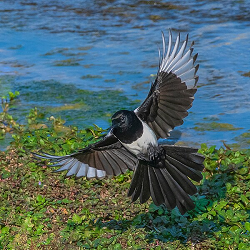 A magpie, in swooping flight above a body of water.
