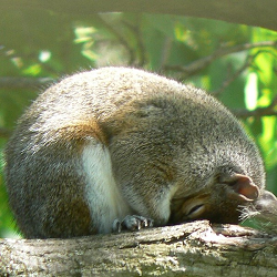 A squirrel curled into itself, sleeping on a tree branch.