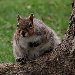 A large squirrel stepping over a tree root.