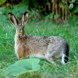 A hare facing directly at the camera.