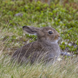 A hare facing parallel to the camera.